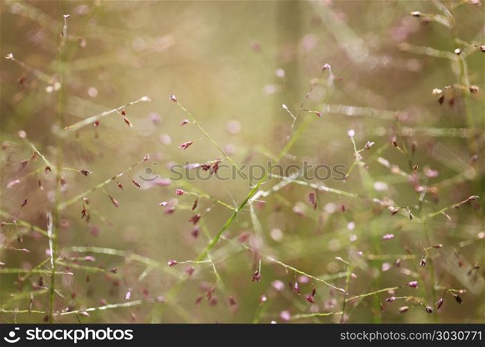 Grass nature background in the morning of soft focus photo.. Grass nature background in the morning of soft focus photo for design backdrop in your work.