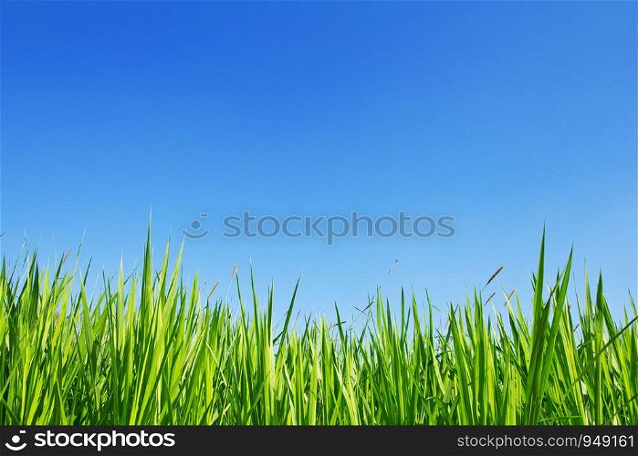 Grass On A Sky Background