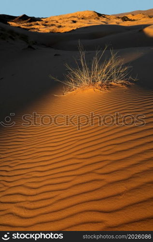 Grass on a textured sand dune in late afternoon light, Kalahari desert, South Africa