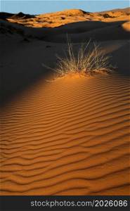 Grass on a textured sand dune in late afternoon light, Kalahari desert, South Africa