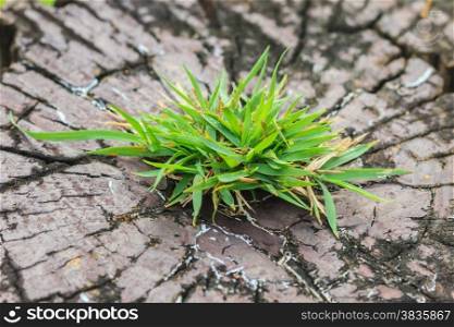 Grass on bark tree, background and texture from nature