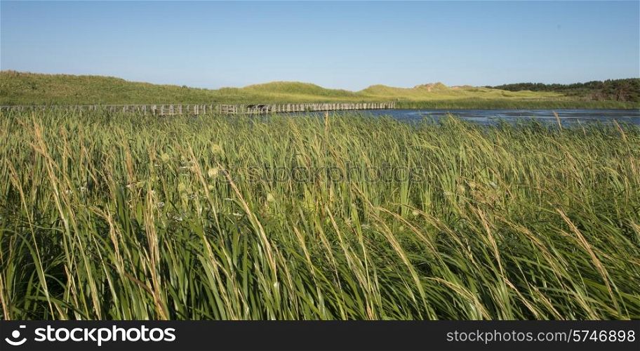 Grass on marsh at Cavendish Dunelands Trail, Green Gables, Prince Edward Island, Canada