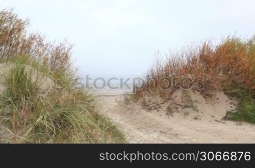 Grass on the Baltic sea coast. Windy weather. Wide shot.
