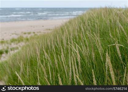 Grass on the beach, York Point, Prince Edward Island, Canada