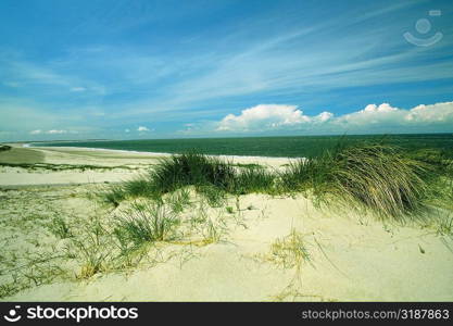 Grass on the beach, Zeeland, Netherlands
