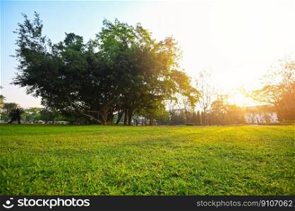 Grass on the field sunrise or sunset landscape in the summer time , Natural green grass field in sunrise in the park with tree sunshine on the grass green environment public park use as natural 