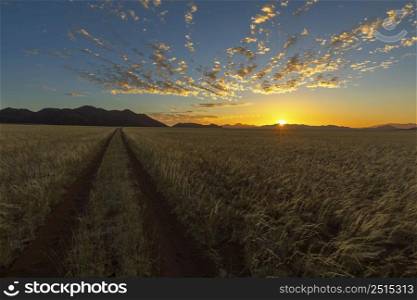 Grass on the plain at sunset Namibia