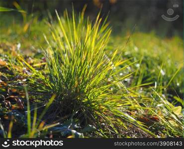 grass on the river bank