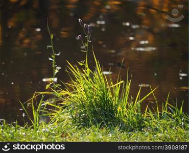grass on the river bank