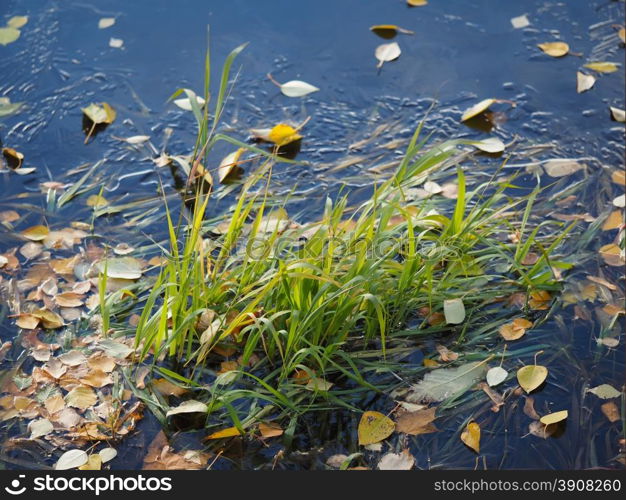 grass on the river bank