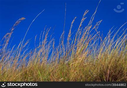 Grass On The Top Of Peak With Blue Sky