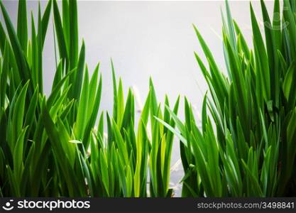 grass on water background