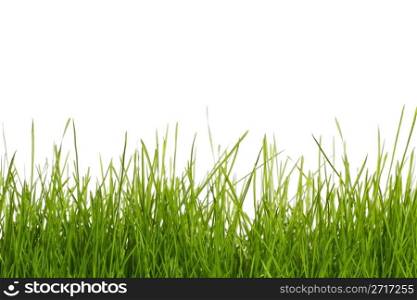 grass on white. grass with white background