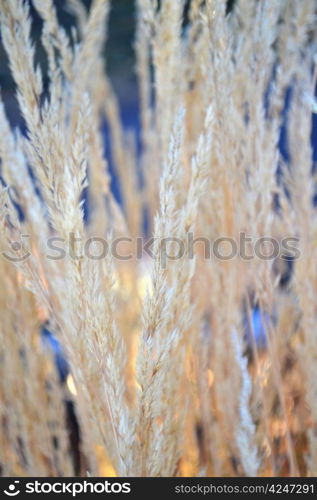 Grass Plant in Winter