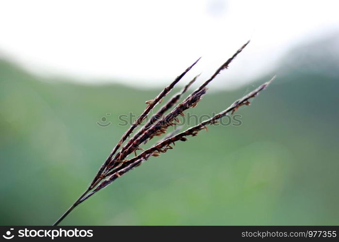 Grass pollen in nature