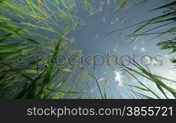Grass Reach For The Sky