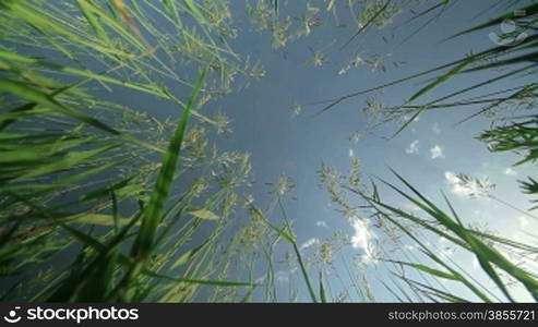 Grass Reach For The Sky