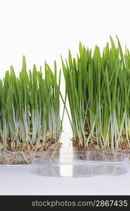 Grass seedlings