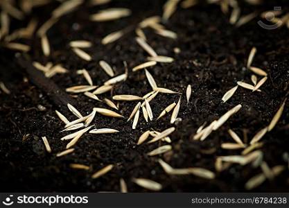 Grass seeds in soil