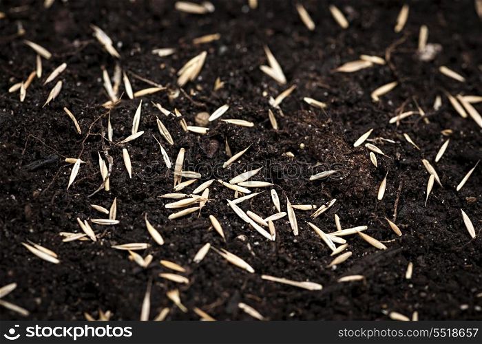 Grass seeds in soil. Closeup of grass seeds on fertile soil