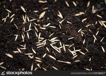 Grass seeds in soil. Closeup of grass seeds on fertile soil