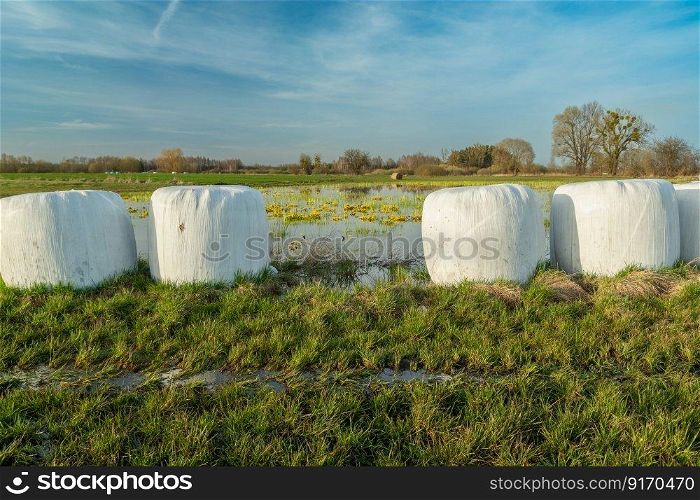 Grass silage in bales on a meadow, spring day