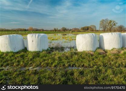 Grass silage in bales on a meadow, spring day
