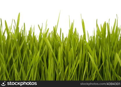 Grass silhouette isolated on white background