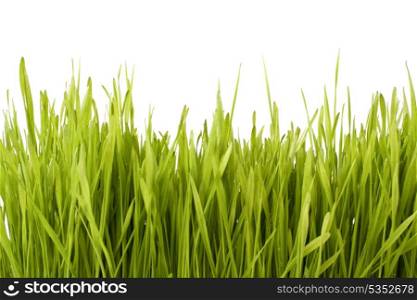 Grass silhouette isolated on white background