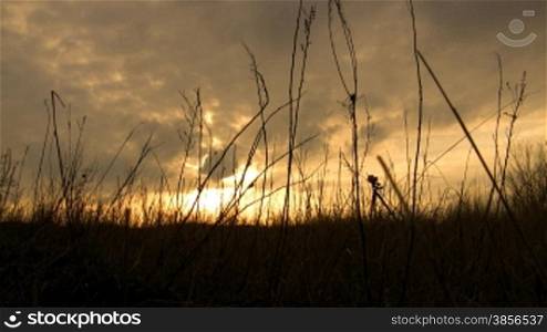 Grass silhouette on a sunset.