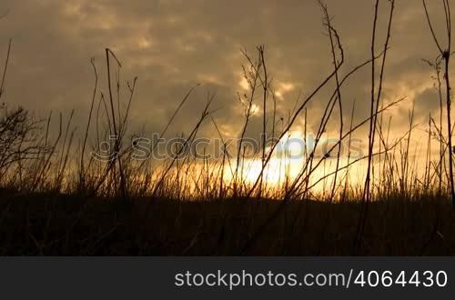 Grass silhouette on a sunset.