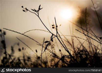 Grass silhouettes in a sunset light