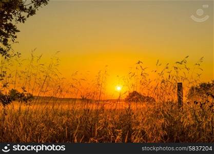 Grass silhouettes in the sunrise in the morning