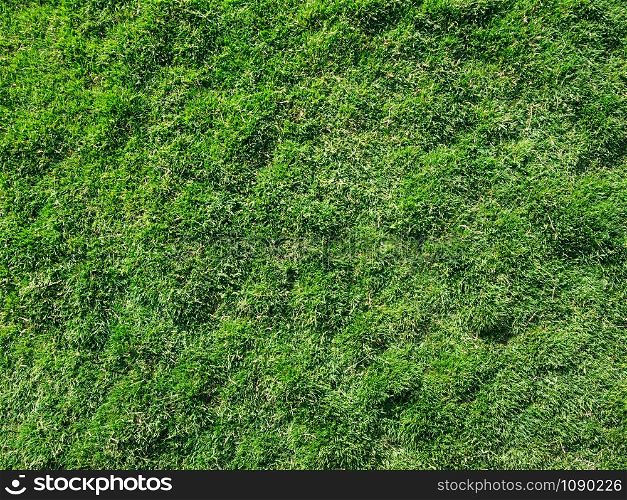 grass texture from a field