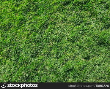 grass texture from a field