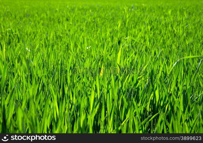 grass texture from a field