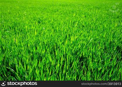 grass texture from a field