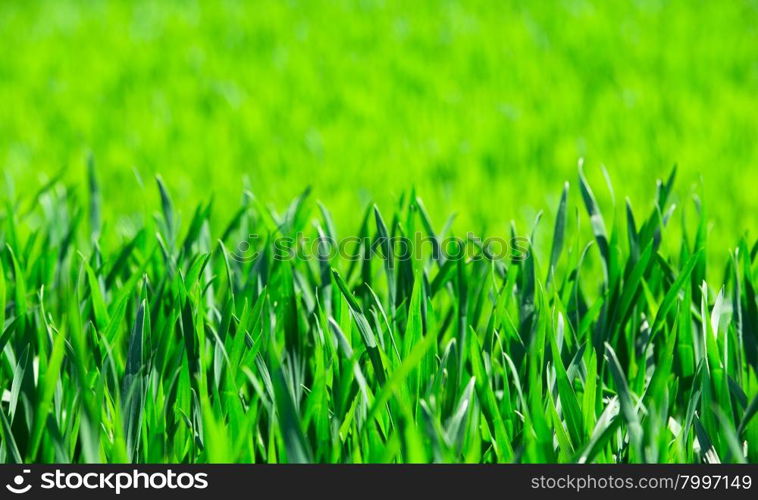 grass texture from a field