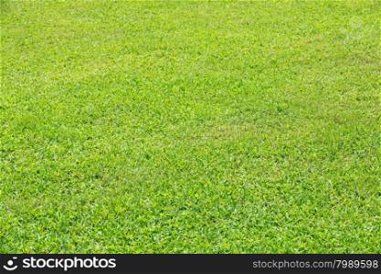 grass texture from a field&#xA;&#xA;
