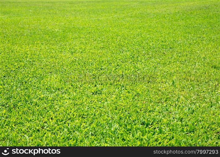 grass texture from a field&#xA;&#xA;