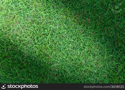 Grass texture or grass background for golf course soccer field or sports background concept design. Natural green grass.