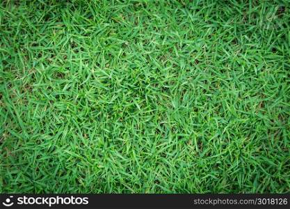 Grass texture or grass background for golf course soccer field or sports background concept design. Natural green grass.