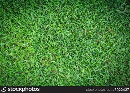 Grass texture or grass background. green grass for golf course, soccer field or sports background concept design. Natural green grass.