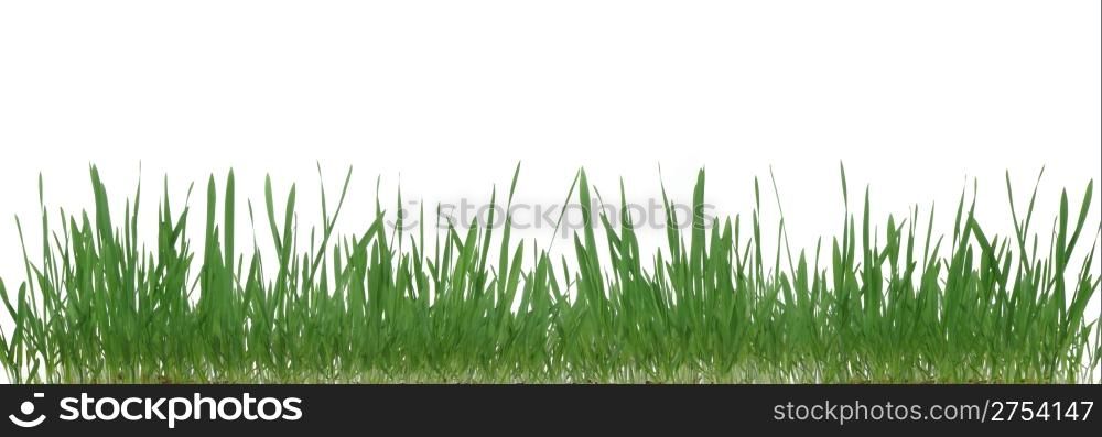 Grass.The dtealnoe image of a plant. It is isolated on a white background