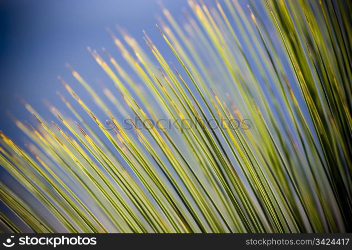 Grass Tree (xanthorrhoea) in sharp detail against a blue sky