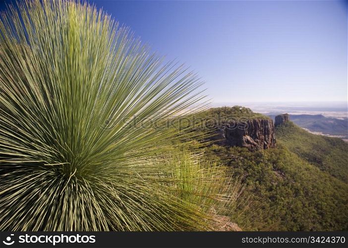 Grass Tree (xanthorrhoea or black boy) shows its sharp, pointy spikes