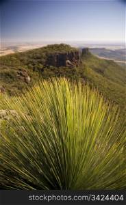 Grass Tree (xanthorrhoea or black boy) shows its sharp, pointy spikes