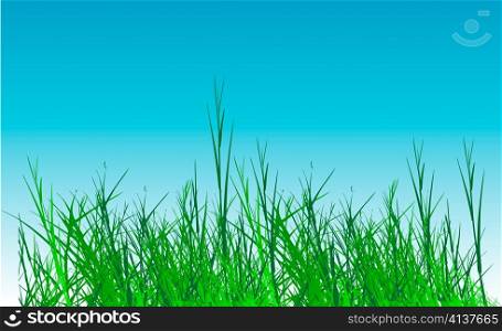 grass vector on sky background