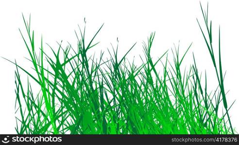 grass vector on white background