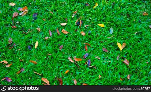 grass with autumn leaf